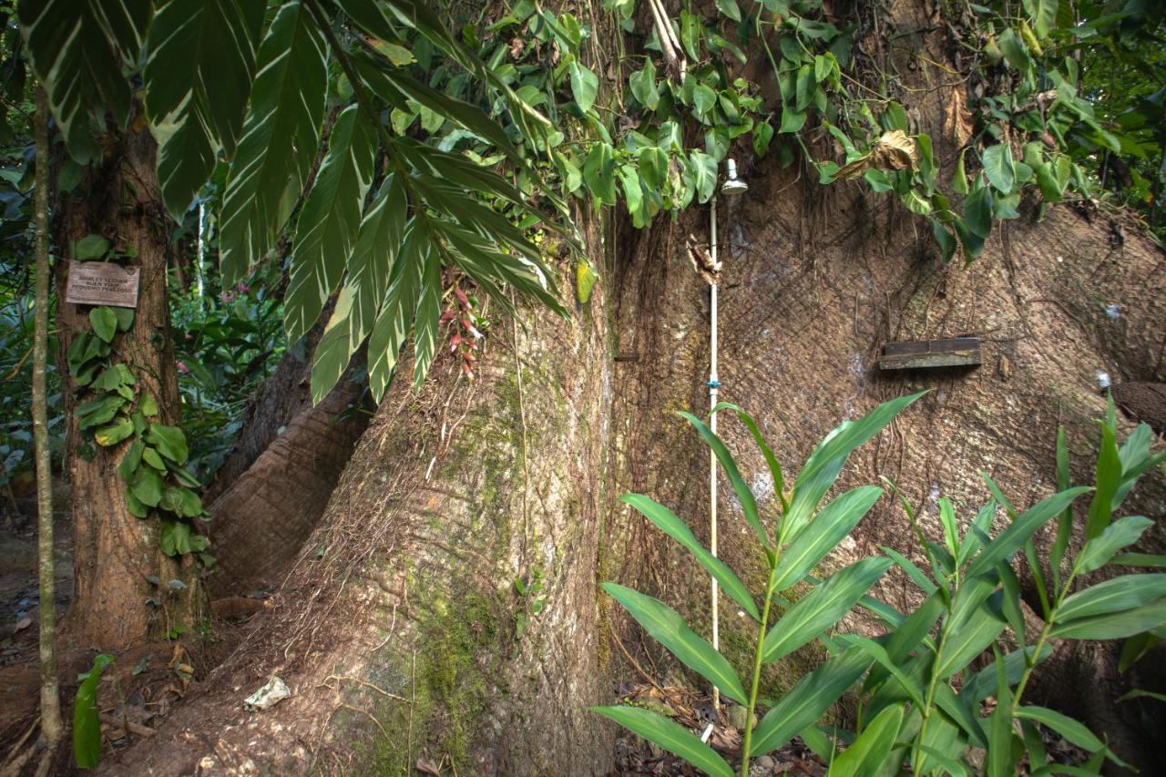 Hotel Boutique The Green Jungle House Puerto Viejo de Talamanca Exterior foto